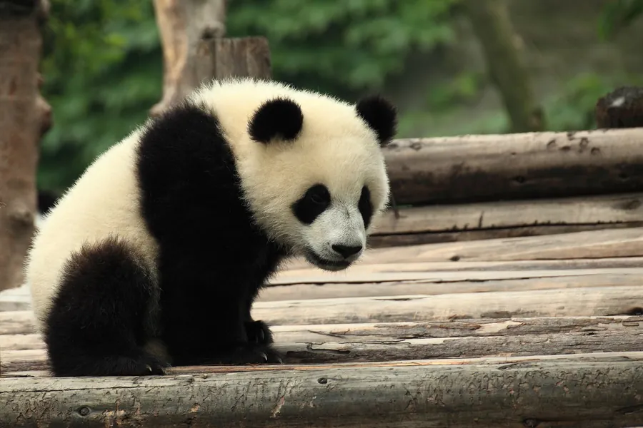 成都慢生活